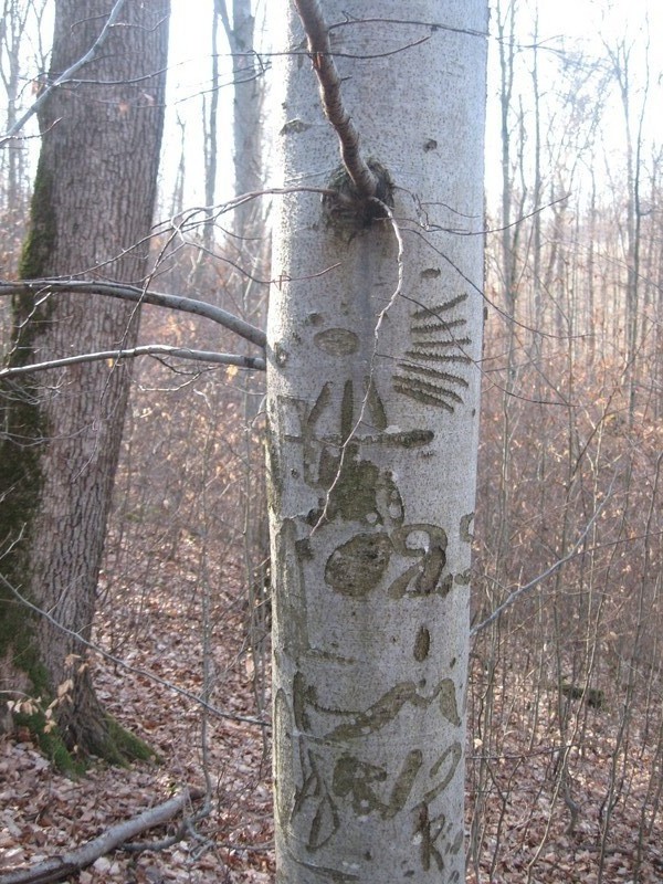 Vorbereitungswalk110302_11