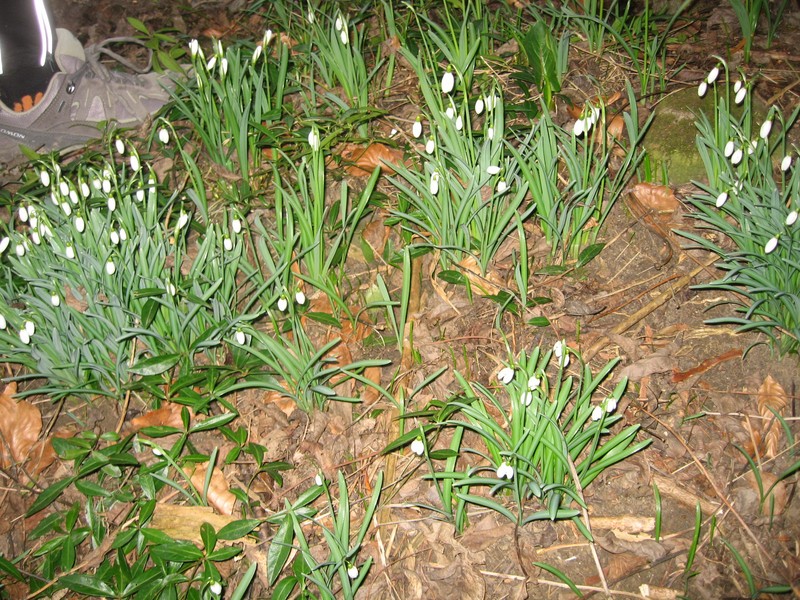 Vorbereitungswalk110302_22