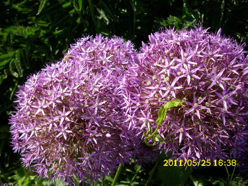 DSCI0726
