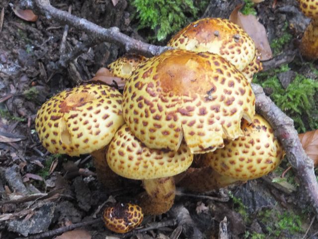 DSCF7519.JPG