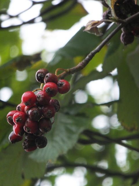 DSCF7572.JPG