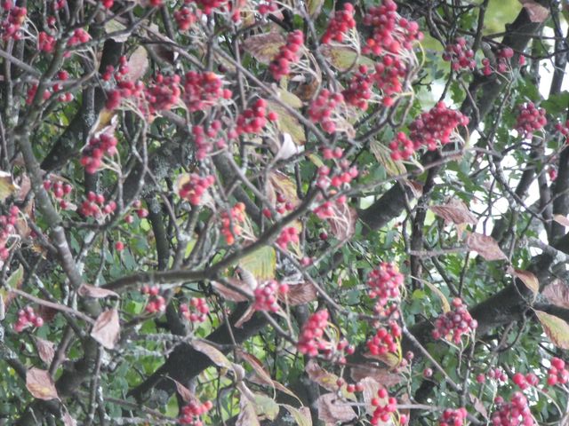 DSCF7573.JPG