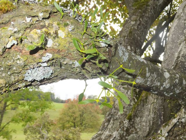DSCF7592.JPG