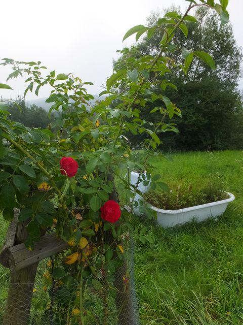 DSCF7442.JPG