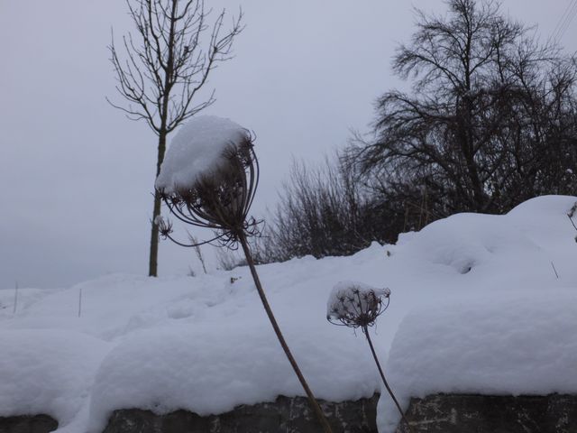 DSCF9138.JPG