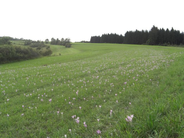 CIMG1452