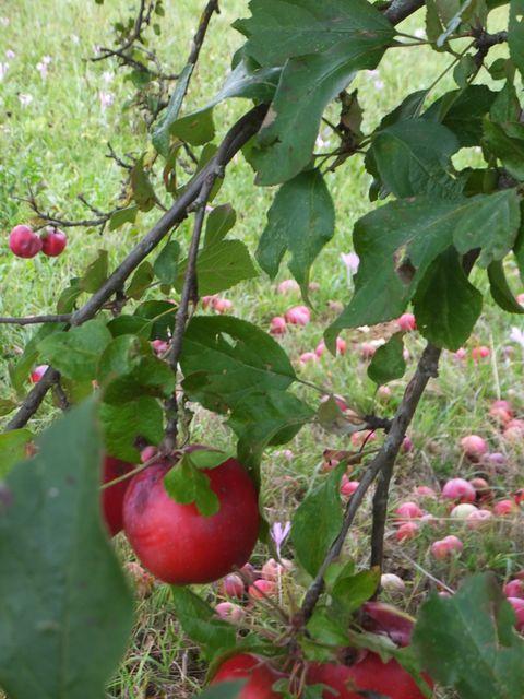 DSCF2045.JPG