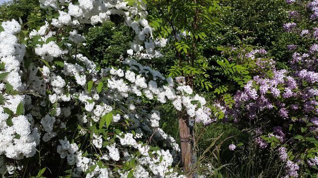 20150602_093836.jpg