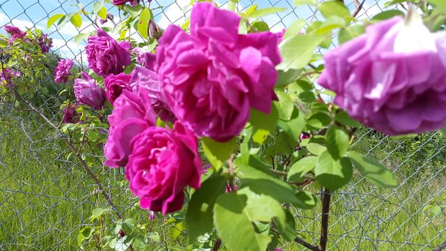 20150602_094746.jpg