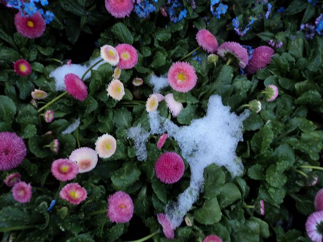 DSC00909.JPG