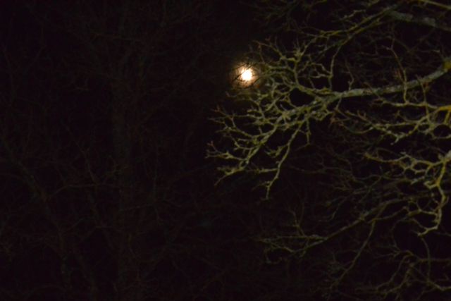 DSC_2460.JPG