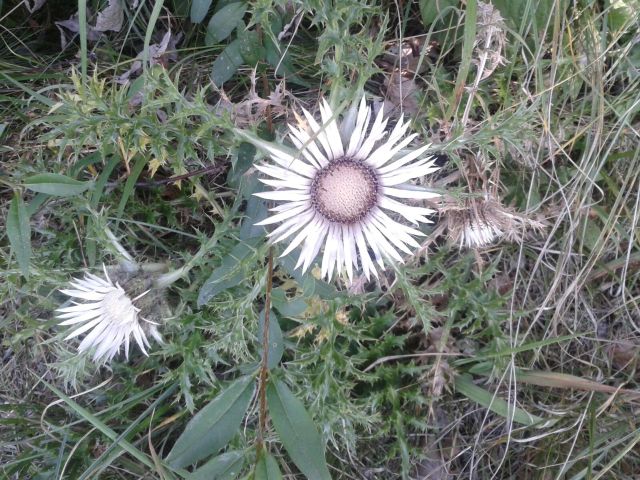IMG-20160828-WA0006