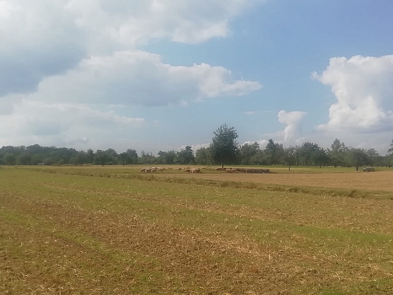IMG-20190803-WA0038