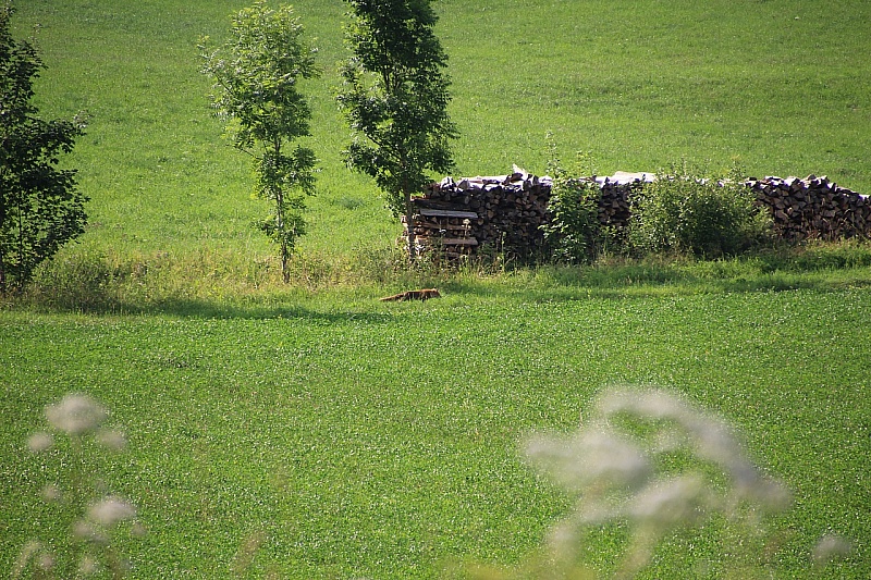 IMG_7724