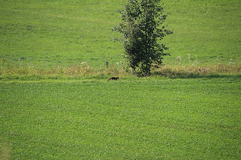 IMG_7725