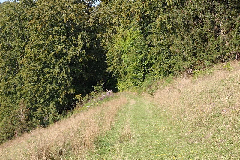 IMG_8067
