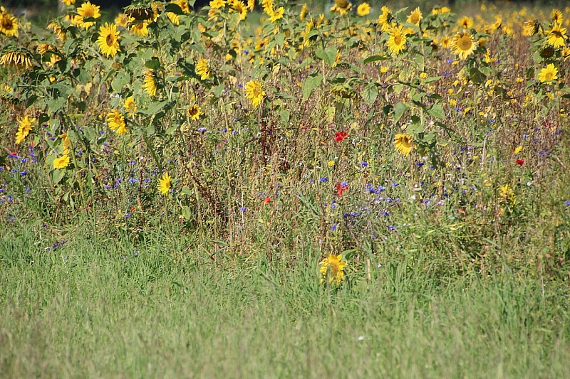 IMG_8820