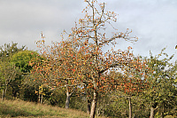 IMG_0593