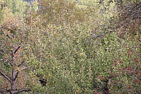 IMG_0598