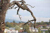 IMG_0602