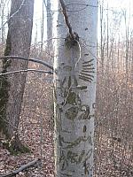 Vorbereitungswalk110302_11