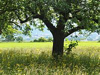 DSCF5809