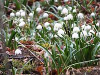 Nordic Walking zur Märzenbecherblüte 16. März