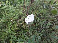 DSCF7445.JPG