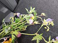 DSCF7455.JPG