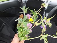 DSCF7456.JPG