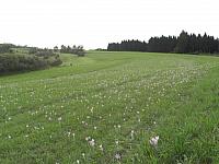 CIMG1452