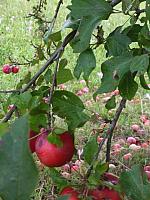 DSCF2045.JPG
