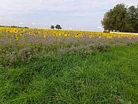 DSCF2186 - Kopie.JPG