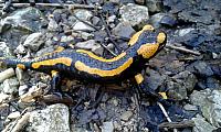 IMG-20160423-WA0047
