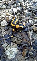 IMG-20160423-WA0048