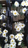 IMG-20170511-WA0001
