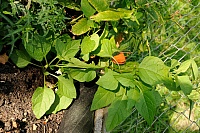 Laucherttal_080