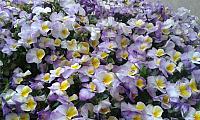IMG-20170413-WA0047.jpg