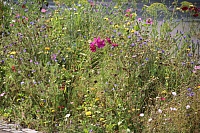 IMG_9057