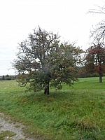 SAM_7274