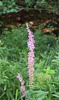 IMG_1558