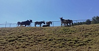 IMG-20190630-WA0037.jpg