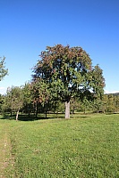 IMG_8250