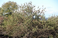 IMG_8252