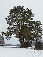 IMG-20210101-WA0004.jpg