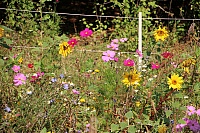 IMG_8052