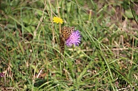 IMG_8068