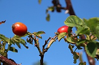 IMG_8089
