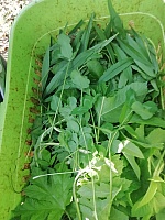 IMG-20200920-WA0040