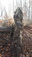 IMG-20201122-WA0001